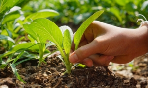 Naturbaustoffladen | Effektive Mikroorganismen